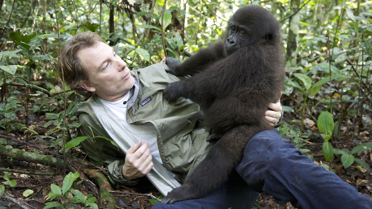 Gorilla School Backdrop